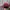 Jeep Vintage Hat Pria red photo 5