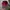 Jeep Vintage Hat Pria red photo 6