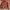 Wilson Vintage Leather jacket Pria tan photo 1