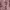 Avant Garde Crop top Wanita pink photo 1
