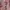 Avant Garde Crop Top Wanita Pink