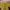 Avant Garde Crop top Wanita multicolor yellow photo 1