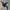 Nike Luxury Pria navy cream photo 5