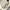 Issey Miyake Casual Blouse Wanita cream photo 2