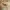 Karl Helmut Casual Harrington Jacket Pria Tan