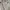 Pull & Bear Skater Casual Wanita white photo 2