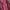 Casual Casual dress Wanita burgundy photo 2