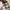 Nike Air Jordan Casual Sneakers Pria gold photo 3