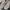 New Balance Sportswear Reworked Sneakers Pria silver white photo 1