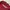 Carhartt Streetwear Sweatshirt Pria red photo 2