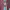 Starter Sportswear Parka Pria green red photo 3