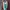 Starter Sportswear Parka Pria Green Red