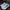 Adidas Sportswear Sneakers Pria gray photo 4