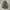 GAP Casual Parka Pria green photo 5