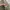GAP Casual Parka Pria green photo 6