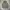GAP Casual Parka Pria green photo 2