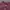 Polo Ralph Lauren Minimalist Casual Polo shirt Pria burgundy photo 5