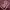 Polo Ralph Lauren Minimalist Casual Polo shirt Pria burgundy photo 6