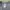 Adidas Sportswear Jersey Pria gray photo 2