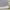 Adidas Sportswear Jersey Pria gray photo 7