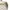 Minimalist Casual Polo shirt Pria tan cream photo 6