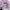 KIRSH Coquette Casual Sweatshirt Pria pink photo 6