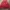 Champion Streetwear Casual Hoody Pria red photo 2