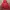 Champion Streetwear Casual Hoody Pria Red