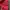 Champion Streetwear Casual Hoody Pria red photo 5
