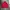 Nautica Windbreaker Pria green red photo 3