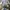 Champion Casual Sweatshirt Pria gray photo 1