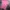 Hollister Casual Polo shirt Pria pink photo 1