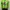Vintage Track jacket Pria green photo 3