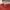 Alpha Industries Streetwear Sweatshirt Pria red photo 1