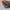 Burberry Luxury Bags & purse Wanita blue photo 4