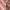 Batik Pakaian Nasional Blazer Wanita red brown photo 3