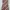 Batik Pakaian Nasional Blazer Wanita burgundy brown photo 1
