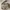 Burberry Luxury Bags & Purse Wanita Brown