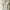 Casual Polo shirt Pria white photo 1