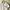 Casual Polo shirt Pria white photo 2