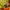 A Bathing Ape Streetwear Y2K Fleece Pria cream yellow photo 5