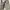 Dickies Vintage Casual pants Pria cream photo 2