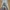 Minimalist Culotte Wanita cream photo 1