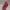 Nike Sportswear Pria Red