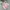 Dickies Minimalist Casual Windbreaker Kids white pink photo 6