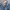 Levi's Luxury Denim jacket Pria blue photo 4