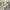 Adidas Streetwear Sportswear Sneakers Pria gray photo 2