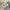 Adidas Streetwear Sportswear Sneakers Pria Gray
