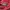 Pendleton Luxury Minimalist Hoody Pria red photo 4