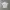 Uniqlo Luxury Casual T-shirt Kids white photo 1